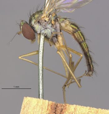 Media type: image;   Entomology 12867 Aspect: habitus lateral view